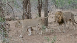 Lion couple l Eco Loop exit l Sabie River Kruger National Park