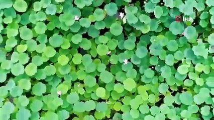 Yapay olarak üremesi sağlanan Çin timsahları yumurtadan çıkmaya başladı