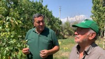 Akdeniz Meyve Sineği bahçeleri vurdu