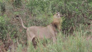 Male lion l Sabie River l 21 Aug 2021 l Kruger National Park
