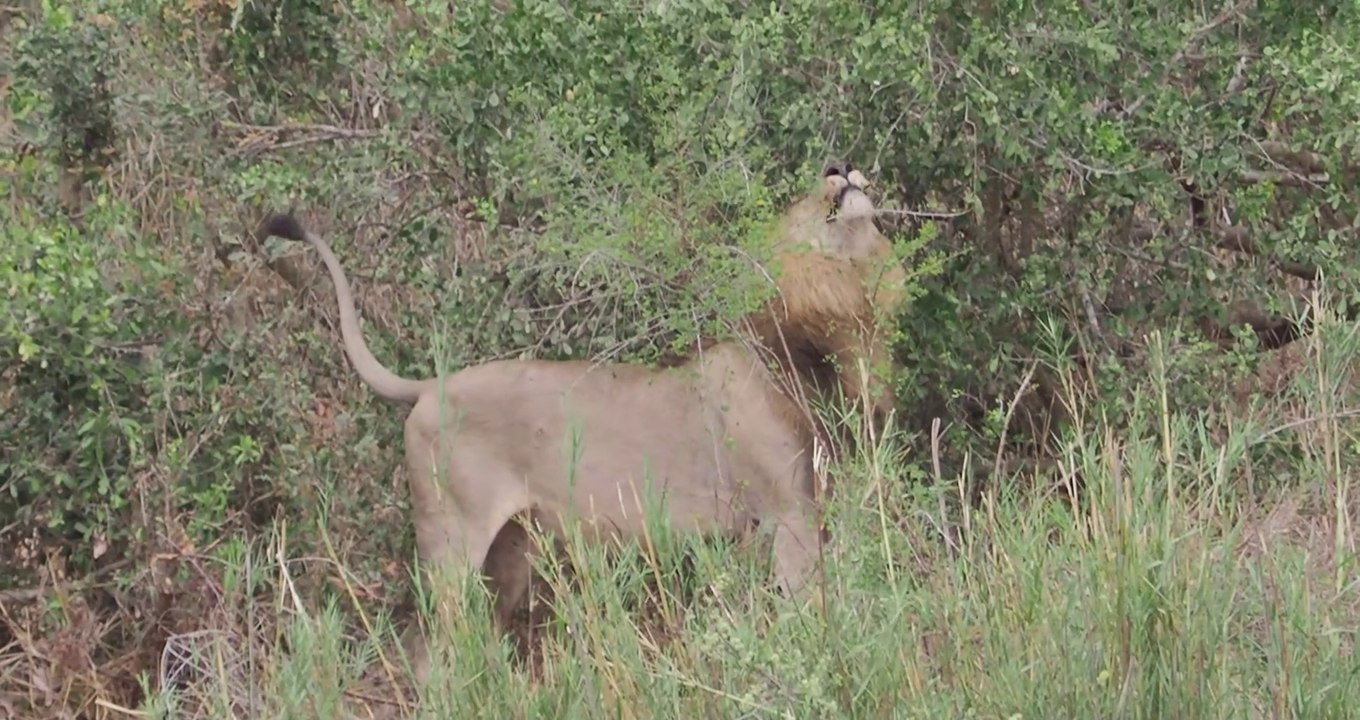 Male lion l Sabie River l 21 Aug 2021 l Kruger National Park