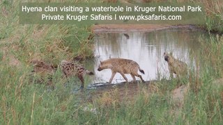 Hyena clan visiting a waterhole early morning in Kruger Park