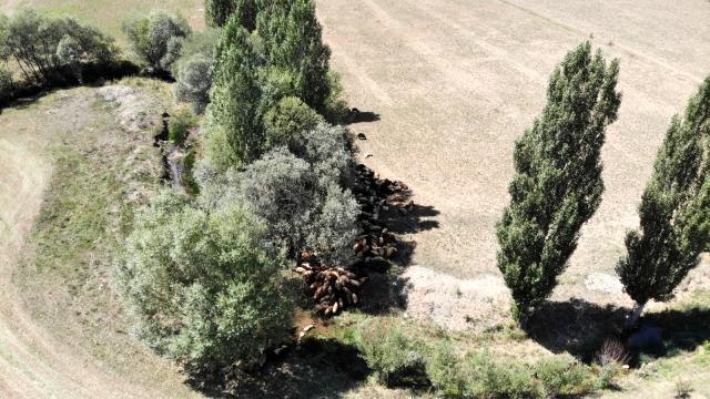 Besiciler sıcaktan etkilenen büyükbaş hayvanlarını derede, küçükbaş hayvanlarını da ağaç diplerinde serinletiyor