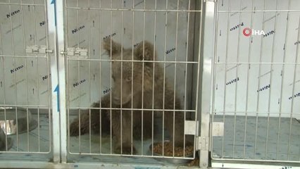 Elazığ'da yaralı yavru ayı sağlığına kavuştu