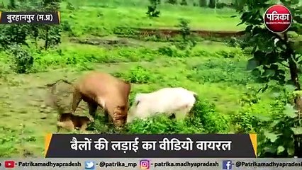 बैलों की लड़ाई में बीच-बचाव करता डॉगी, देखें वीडियो