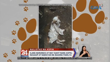 Ilang marungis at may sakit na aspin, nasagip at nabigyan ng bagong pamilya | 24 Oras Weekend