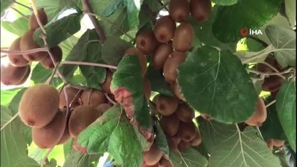 12 yıl önce ektiği fidan ekmek kapısı oldu