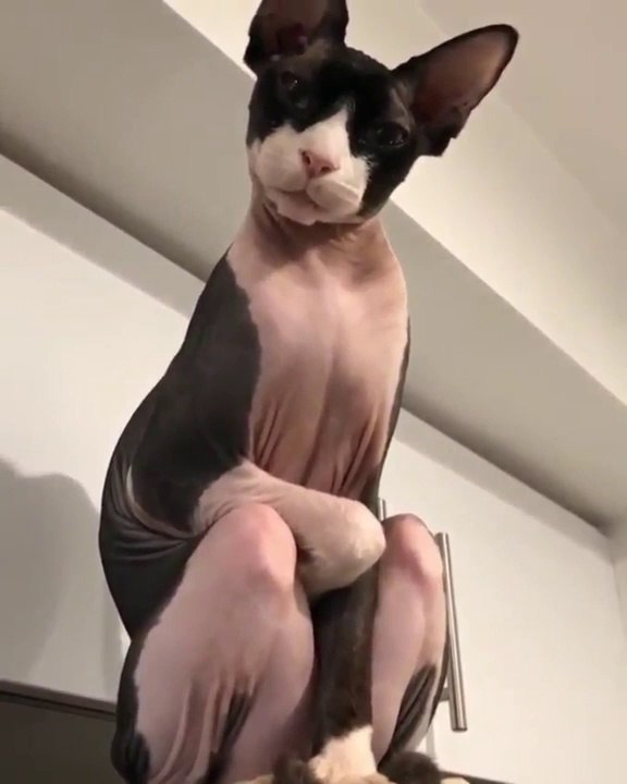 Just a kitty gargoyle 