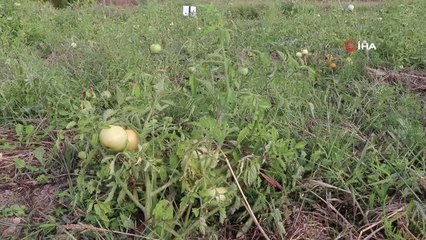 Yerli tohumların dayanıklılığı yapılan deneyle ortaya çıkarıldı
