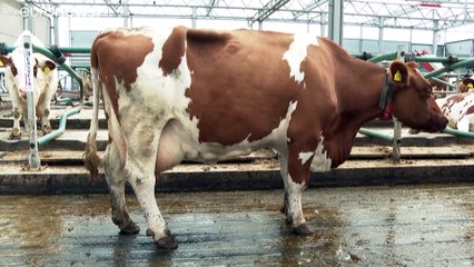Hafen Rotterdam: Diese Kühe geben Milch auf dem Wasser
