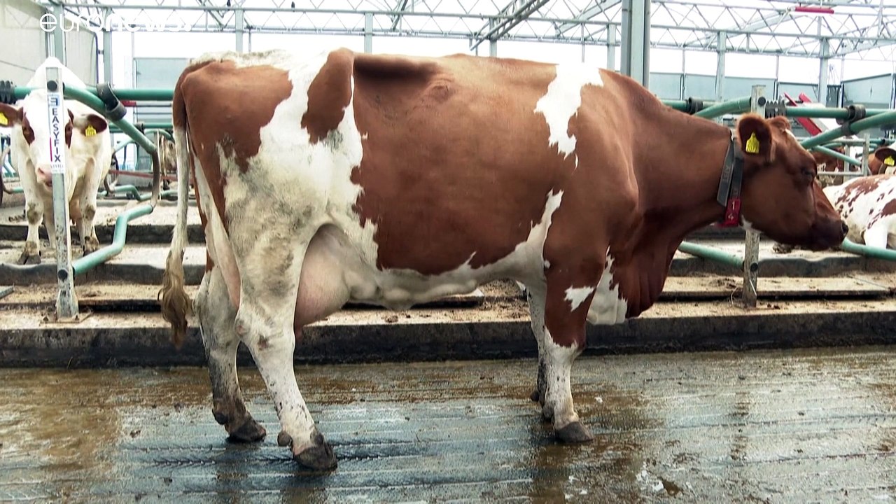 Hafen Rotterdam: Diese Kühe geben Milch auf dem Wasser