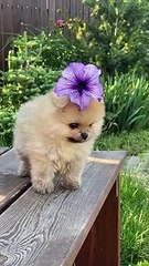 cats and dogs video compilation that will makes you feel like awwwww