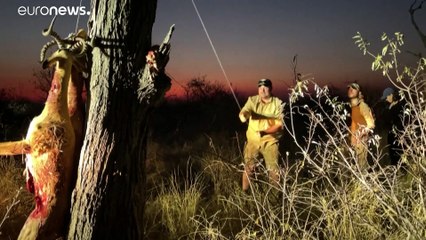 Sudafrica in controtendenza, leoni in aumento (rispetto al resto del mondo)