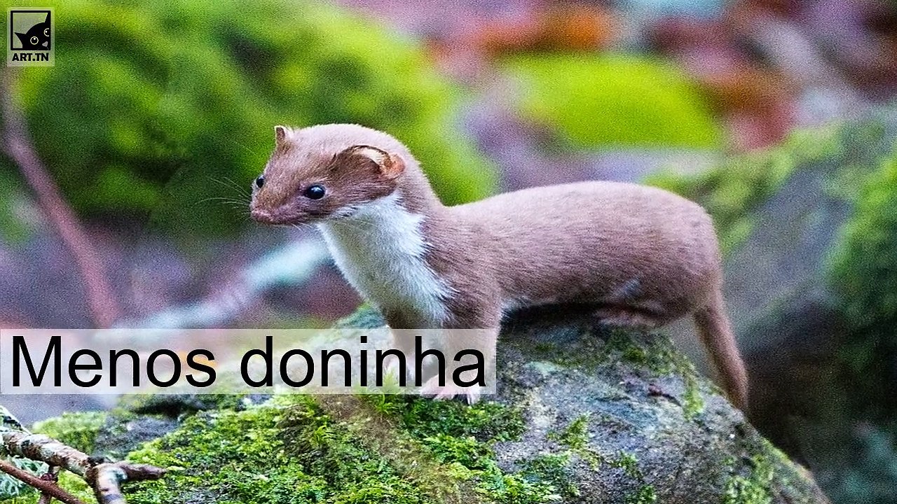 7 menores mamíferos do mundo