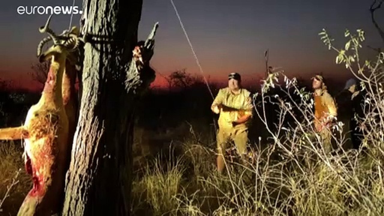 Naturschutz in Südafrika: Kaum waren die Zäune weg, waren die Löwen da