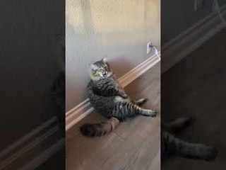 Cat Finds Strange Way to Get Comfortable