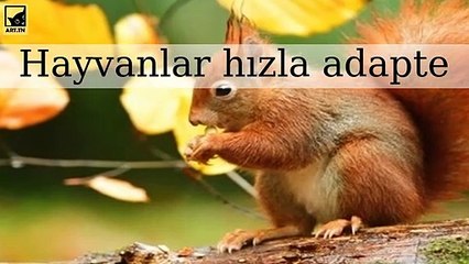 Hızla şehirlerde ve yeni iklimlerde hayatta kalmak için adapte olan hayvanlar