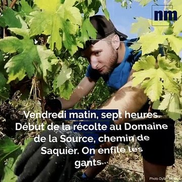 On s’est glissé dans les rangs du vignoble de Bellet pour le début des vendanges à Nice
