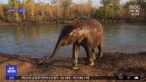 [이슈톡] 아프리카서 DNA로 4년 만에 엄마 찾은 아기 코끼리