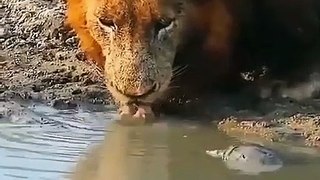 Turtle shows a lion who's boss!
