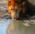 Turtle shows a lion who's boss!