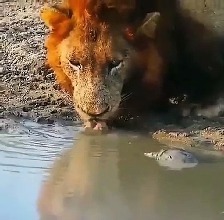 Turtle shows a lion who's boss!