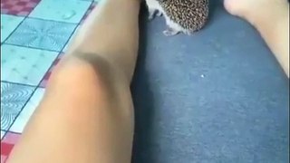 Hedgehog nibbles his human! 