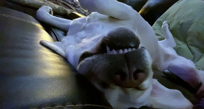Sleeping Doggy Snores Loudly
