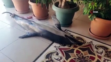 Bursa’da ölü yunus balıkları birer birer karaya vuruyor
