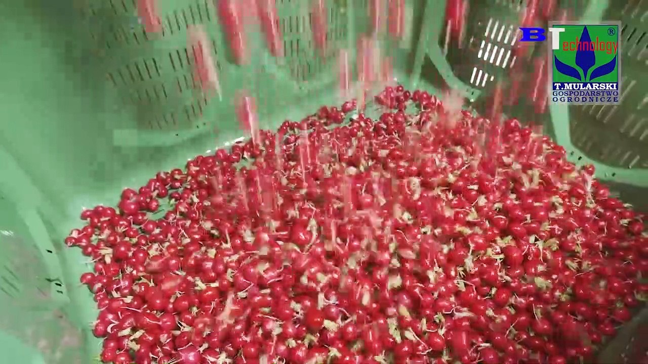 Amazing Modern Farming Radish Harvesting Machines, Automatic Agricultural Technology Machines 2020