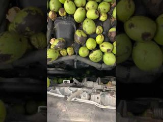 Squirrel Fills Car Hood With Walnut Stash