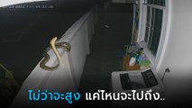 งูเหลือมชูคอปีนหลังคาได้สูงแค่ไหน ? โซเชียลอึ้ง นี่มันเกินคาดคิด
