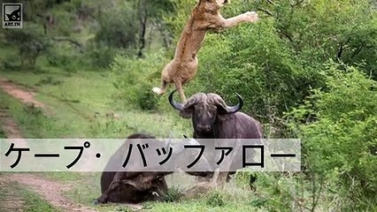 世界で最も危険な10匹の動物