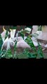 White parrot  video || Feeding wild #Cockatoo || A white parrot eating a sunflower seed video