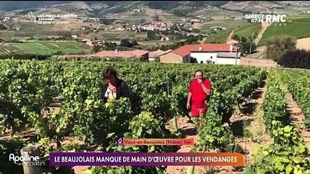 En prise direct : Le Beaujolais manque de main d'œuvre pour les vendanges - 06/09