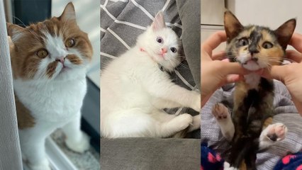 부채보고 놀란 쫄보/벽 뒤에 몰래 숨어 집사 놀래키는 고양이/집사 손 깨물고 장난치다 고장