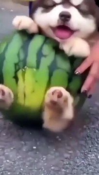 My puppy is eating watermelon