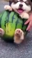 My puppy is eating watermelon