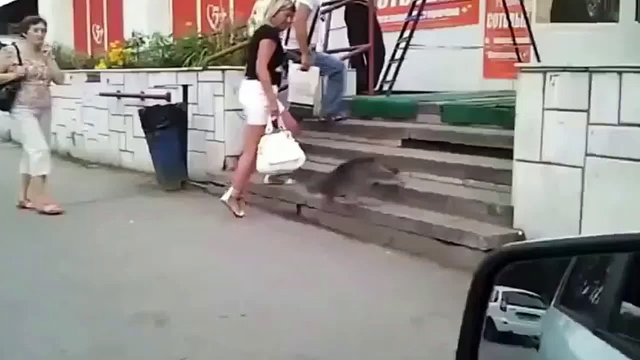 Aksi Kucing Menyerang dan Membully Anjing... Yang menang?