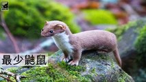 7 种世界上最小的哺乳动物