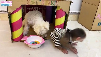 BiBi monkey  steals ducklings watermelon then...