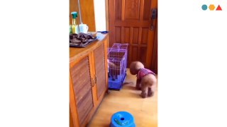 Funny cats and dogs  - Funny animals  - Best funny videos 2021 - Try not to laugh - En