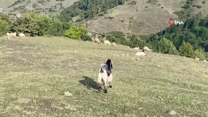 6 ay önce aldığı keçi üç boynuzlu çıktı, görenler şoke oldu