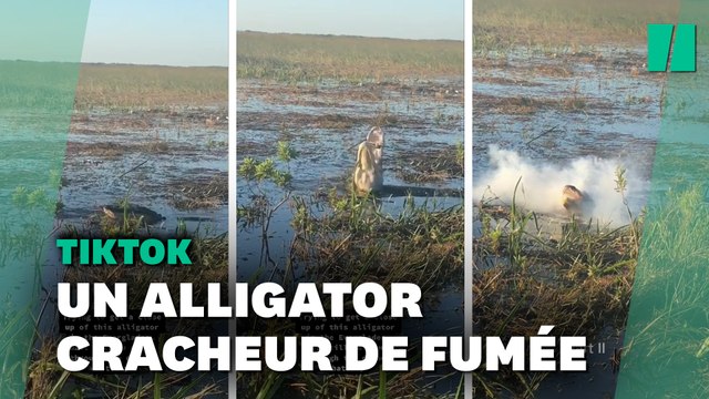 TikTok: Ce drone n'aurait pas dû voler aussi près de cet alligator