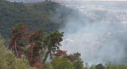 Pietrasanta (LU) - In fiamme bosco e uliveto a Valdicastello (06.09.21)