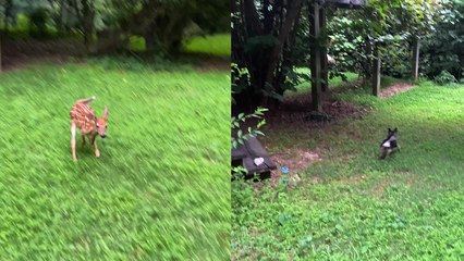 'This Random Yet Gripping Chihuahua vs. Baby Deer Footage is a MUST-WATCH'