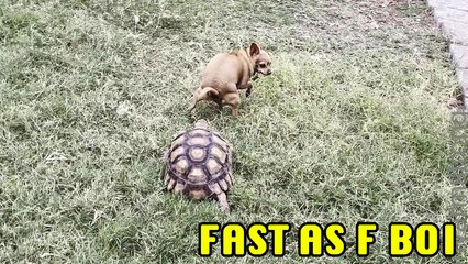 ''FAST AF, Boi' Surprisingly Fast Tortoise Chases Dog '
