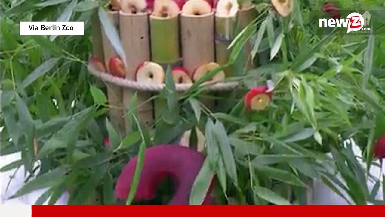 The panda twins turn two: it's party time at berlin zoo