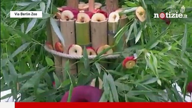 Berlino, festa di compleanno per i panda dello Zoo: per loro una torta di bambù