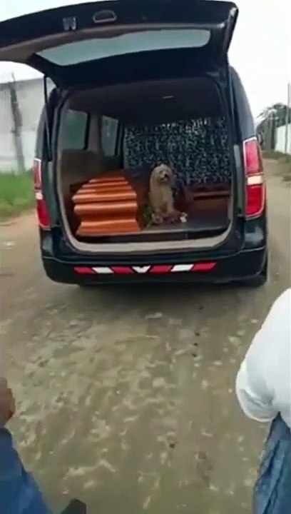 Chú chó trung thành ngồi trên xe tang chủ đến giây phút cuối cùng